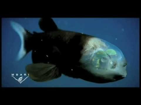 Fish With Transparent Head Caught On Film