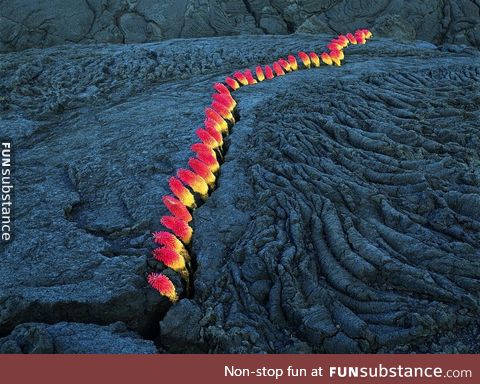 Nature finds a way