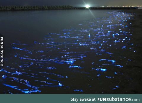Firefly Squid in Japan