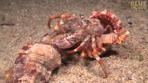 Hermit crab transfers her anemones onto her new shell