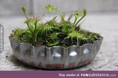 A micro-garden in a bottle cap