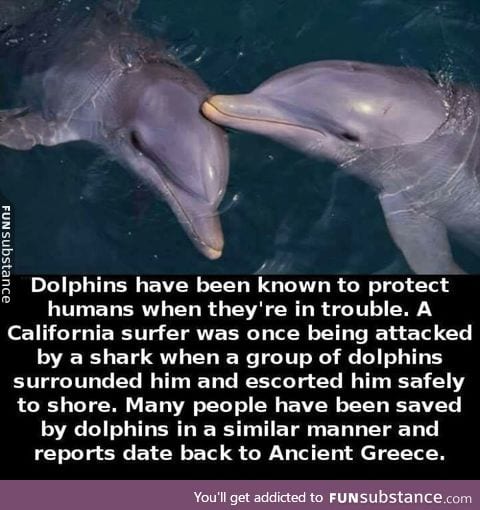 Good guy, dolphin