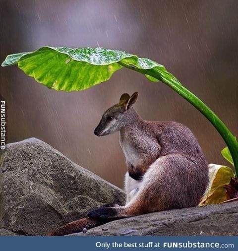 A wallaby trying to avoid the rain