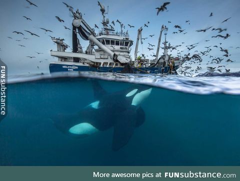 2016 Wildlife Photography finalist