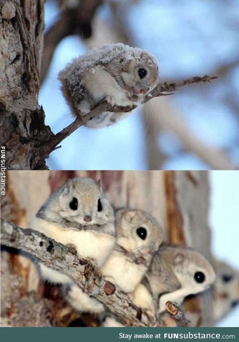 Japanese flying squirrels are adorable