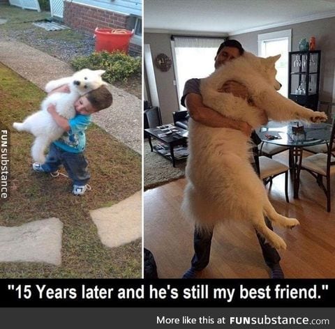 Dogs are wonderful.