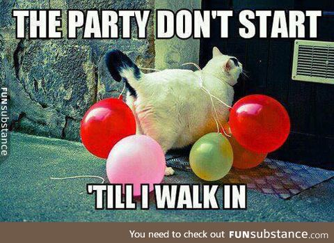 Party cat is here