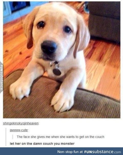 My dog makes the same face whenever she spots me eating something.