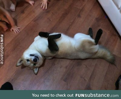 LOOK ! IT HAS SOCKS !!!