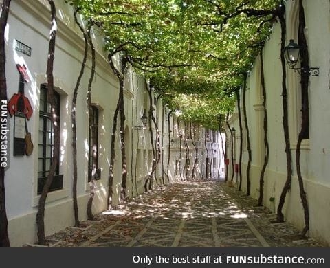It took years to create this natural canopy