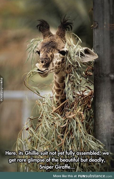 Animals in the military