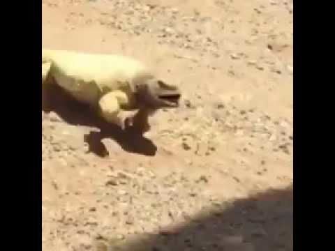 This is how hot it is in Saudi Arabia