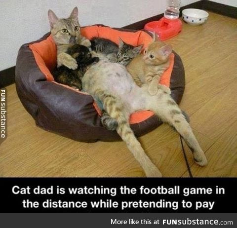 The life of cat dad