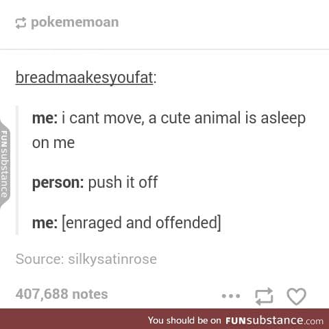 I will never push a cute animal off my lap for as long as I live