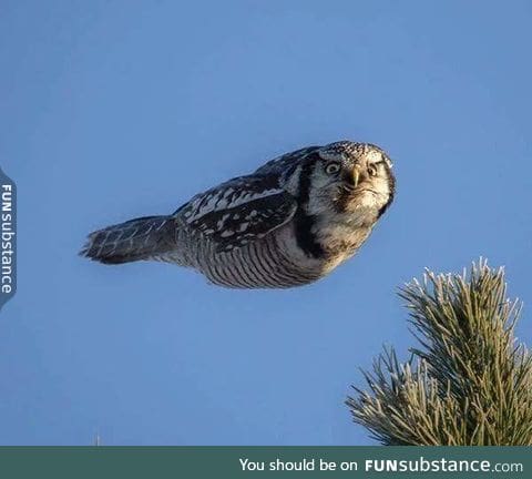 Owl mid-flight