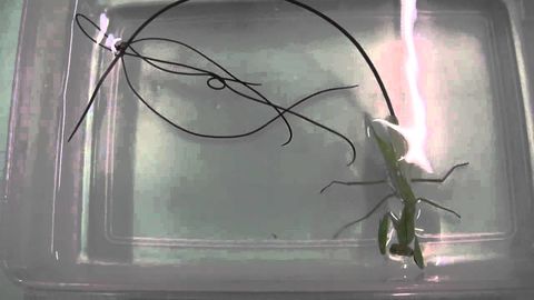 Huge Worm inside Praying Mantis - This is what happen when you put Praying mantis in Water