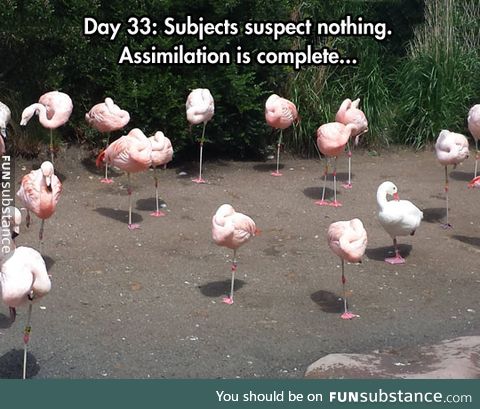 I've Joined The Flamingos