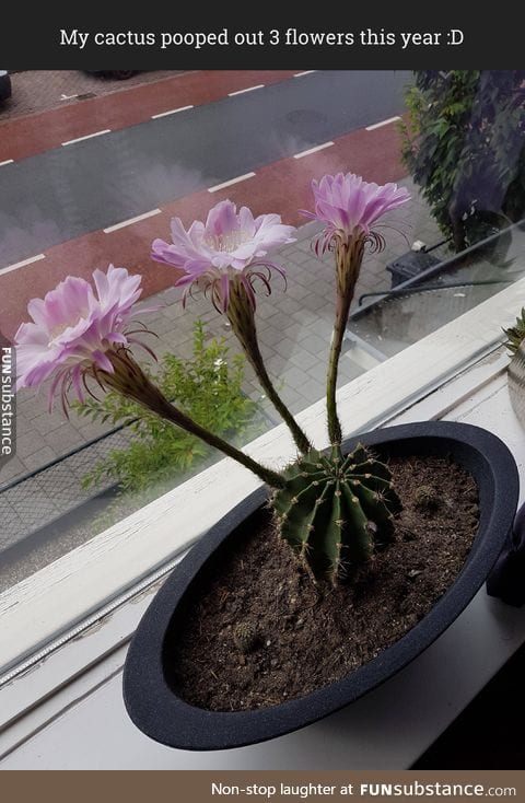 Cactus flower