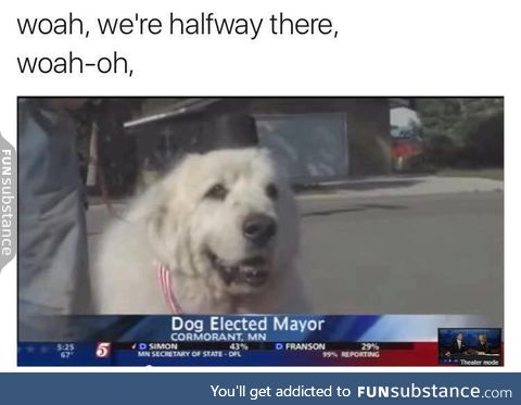 What a good dog