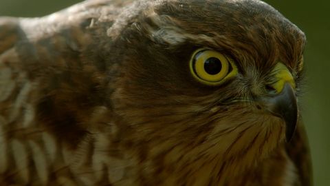 How sparrowhawks catch garden birds