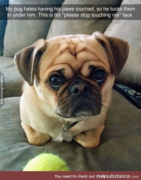 Lil pug