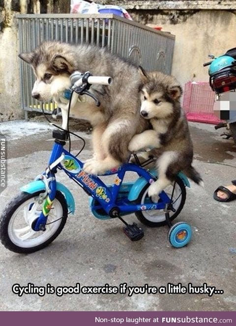 Cycling huskies