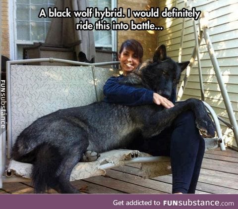 Beautiful black wolf hybrid