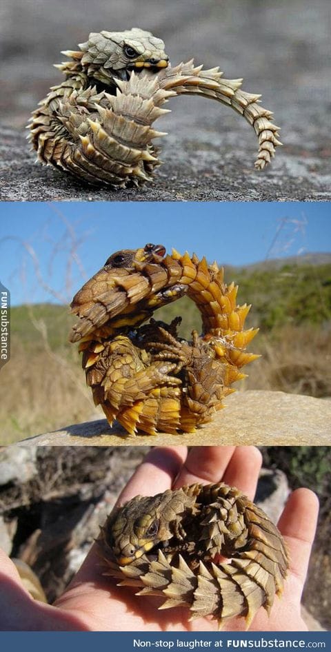 The armadillo girdled lizard