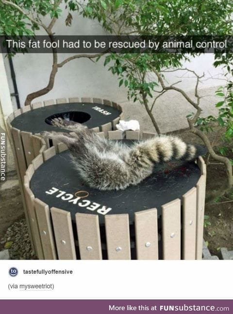 Raccoons are a blessing