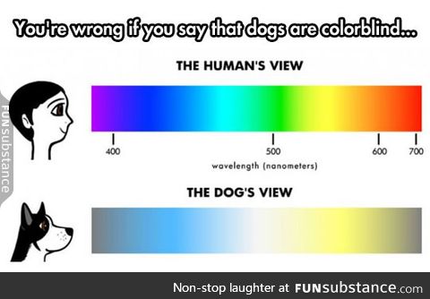The Truth About A Dog's Eyes