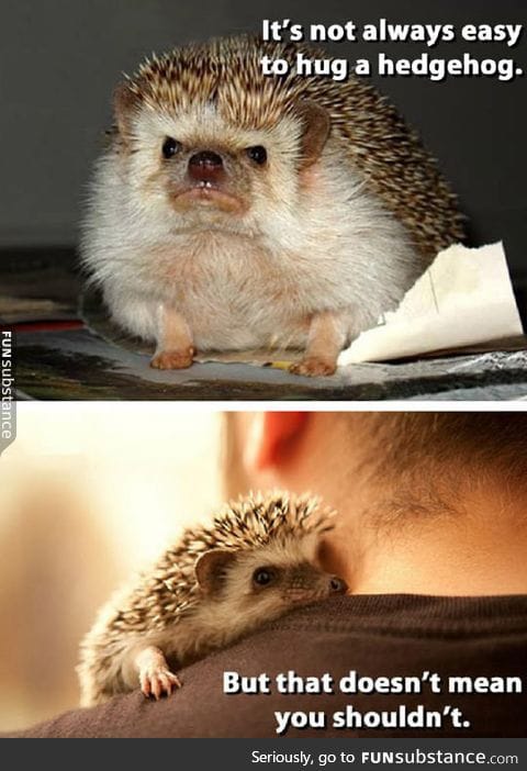 Hug a hedgehog today