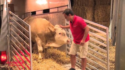 Bull jumps for joy when he is released from chains and given a soft bed