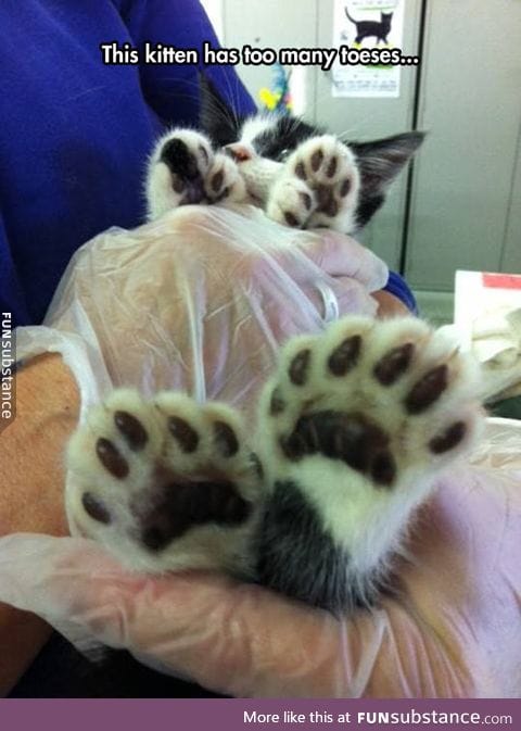 So many kitty toes