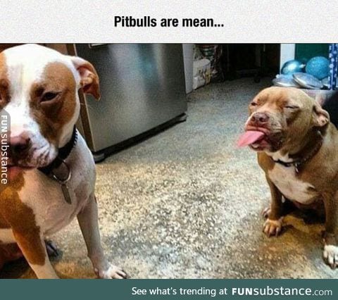 That's Not Nice, Mr. Pitbull