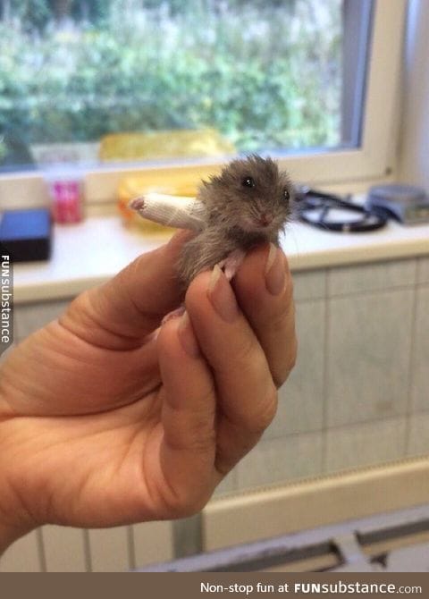 smol squeeko does a heal