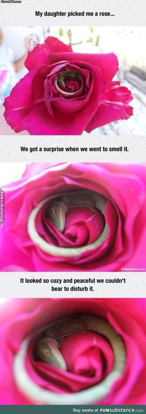 It looks so comfy in there
