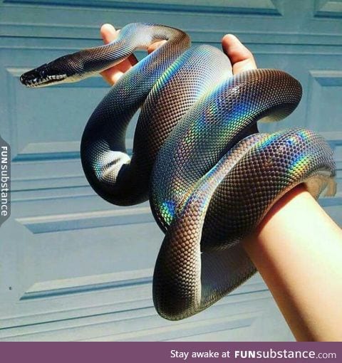 Magnificent snek