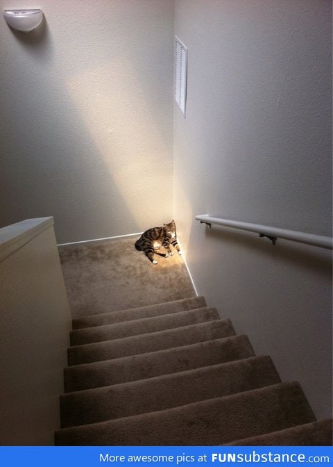Deprived cat loves the sun