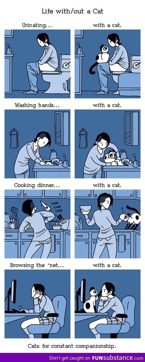 Life with a cat
