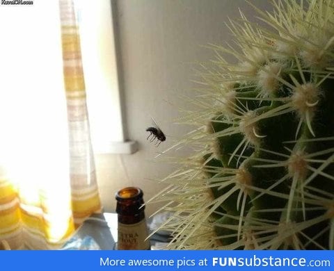 Bad luck bug