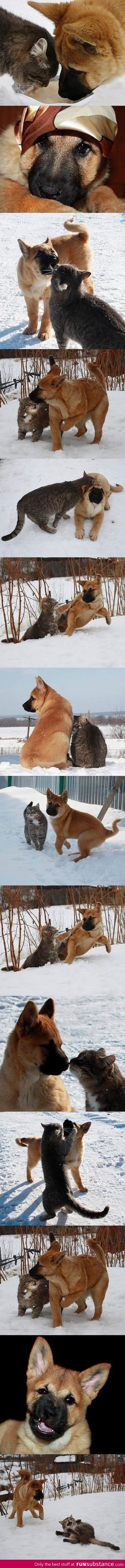 I love seeing pets as best friends