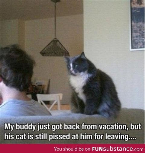 Cat is pissed at vacation