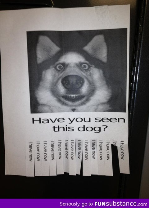 Have you seen this dog?