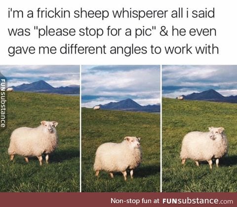 The sheep whisperer