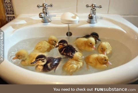 Day 599 of your daily dose of cute: Rub-a-dub ink 9 ducklings in the sink