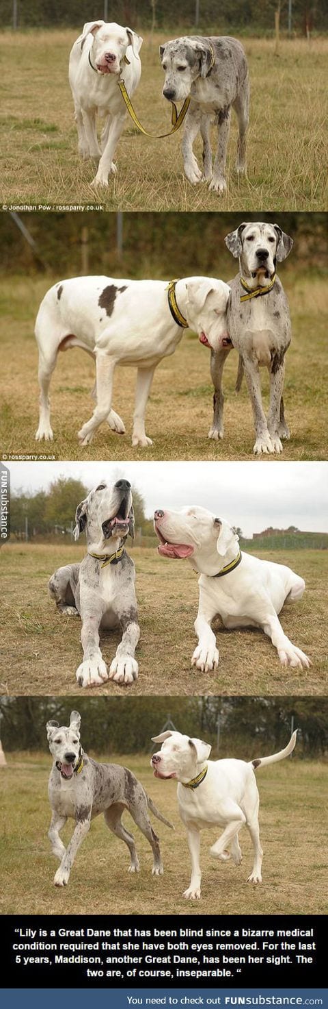 Dogs are awesome companions