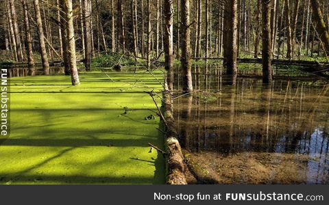 This tree has stopped this duckweed from spreading!