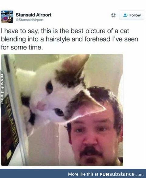 Meow