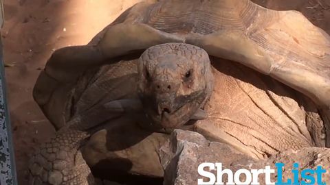 Tortoise impersonating Owen Wilson