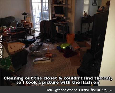 Find the kitty